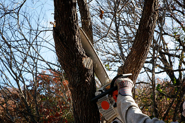 Best Utility Line Clearance  in Cedar Heights, MD
